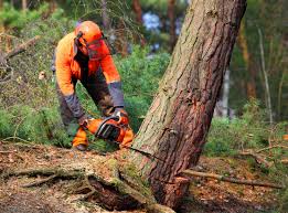 How Our Tree Care Process Works  in  Fort Pierce South, FL